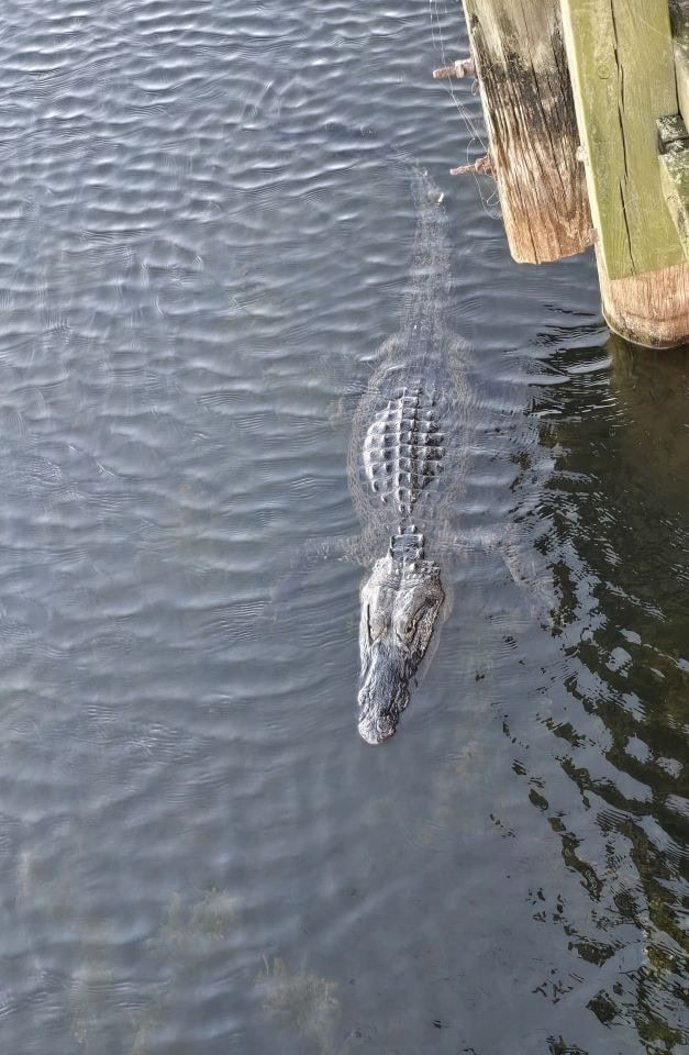 Finding American Alligators close to Houston is an easy road trip adventure if extra time permits