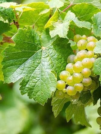 Close-up of ripening grapes at a Niagara Region winery in Ontario, Canada, highlighting the area’s wine culture and vineyard experiences accessible along the Niagara River Recreational Trail for visitors.
