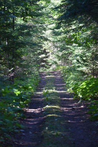 Flat, easy hiking along a forested stretch of the Kabeyun Trail in Sleeping Giant Provincial Park near Thunder Bay, with soft footing and well-marked paths through boreal woodland.