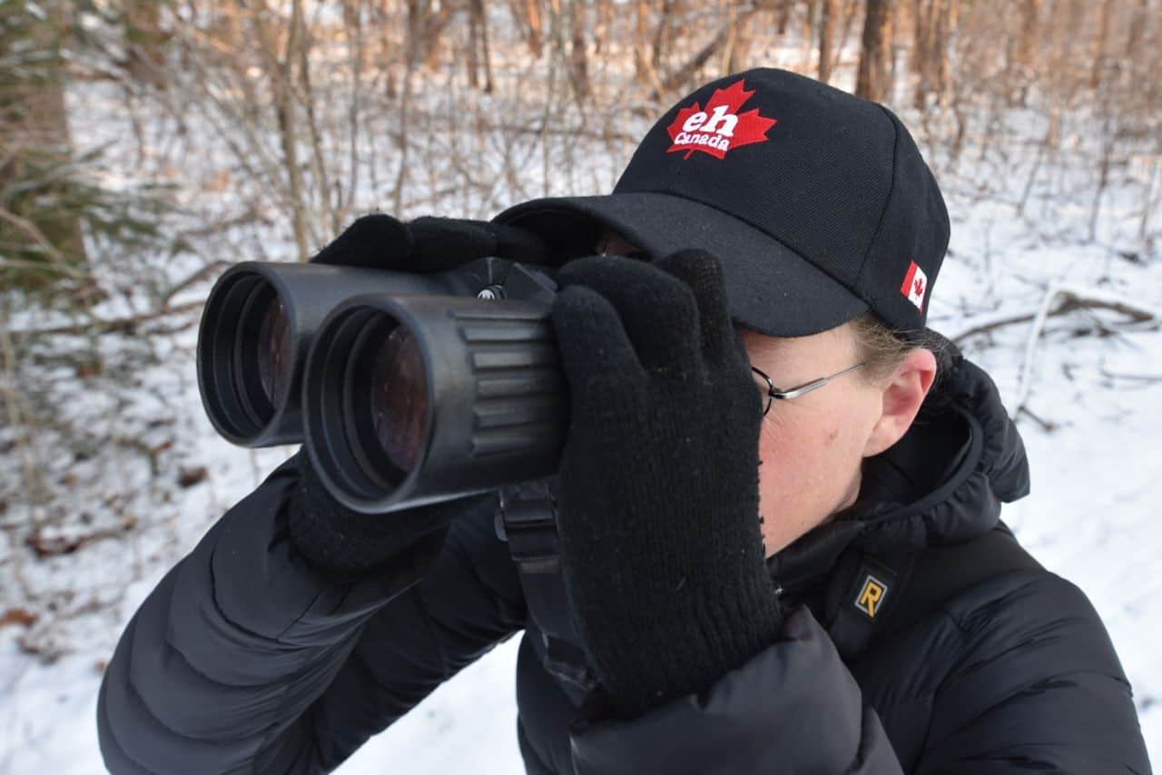 Birdwatching for Beginners gear and equipment to get started