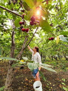 Summertime activities, Vernon, British Columbia, Okanagan,  hiking, Peter's U-pick, cherries, u-pick farms