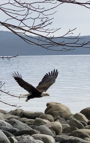 Taking flight and staying low along the shoreline is this Bald Eagle on the Sunshine Coast.