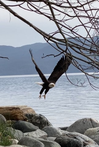 Bald Eagle taking flight on the sandy beaches of BC Canada.
