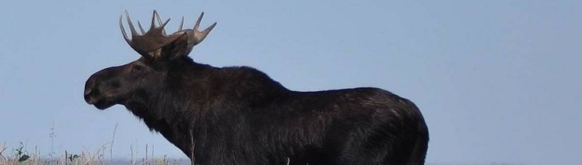Experience Moose Sightings in Saskatchewan