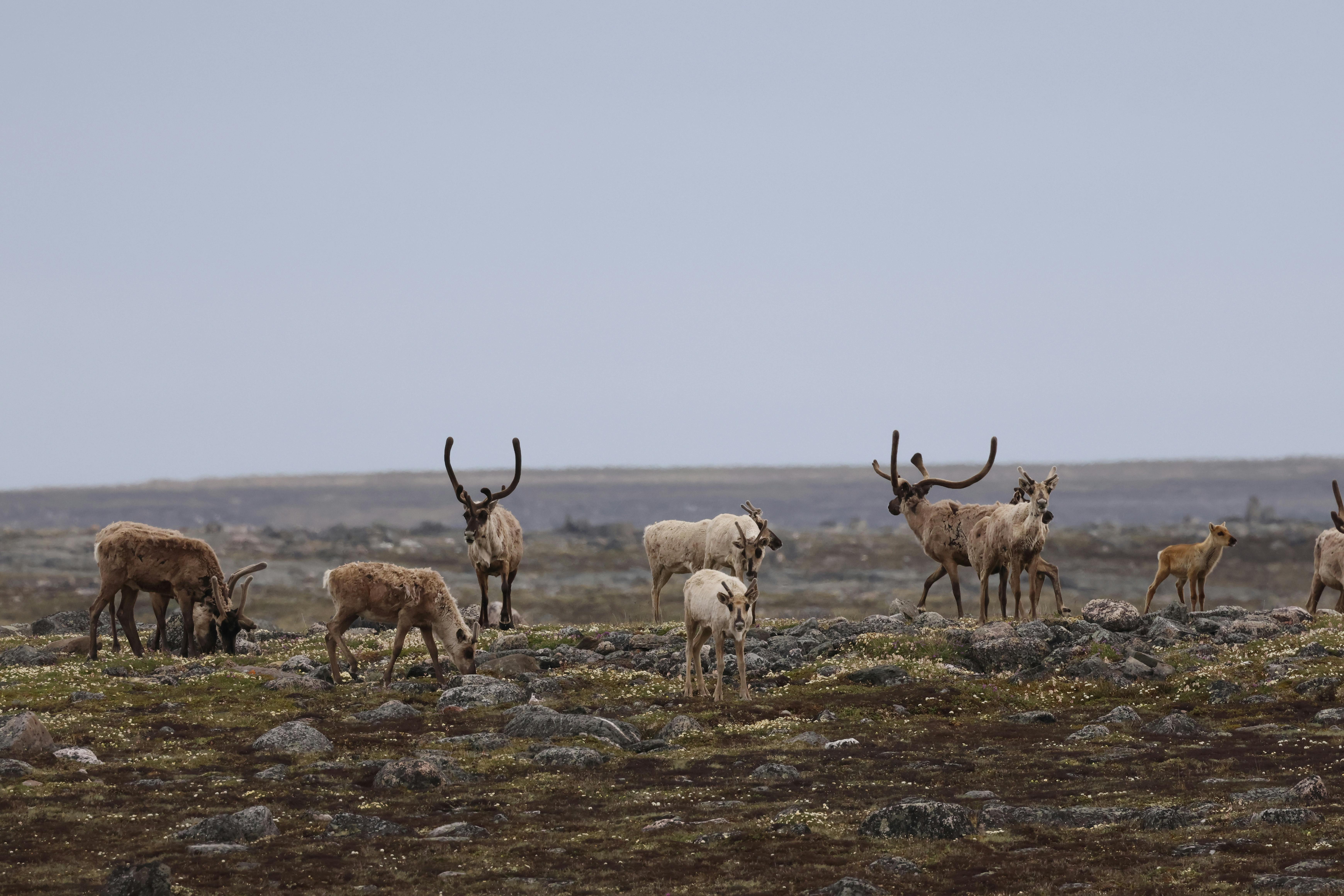 Nunavut, Canada