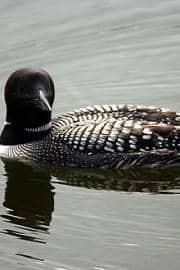 loon20090711_511