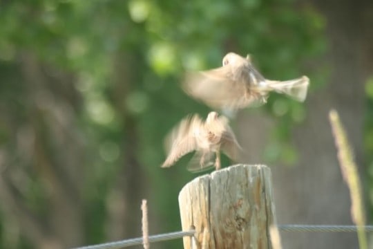 birds-elizabeth-hall-wetlands960