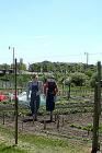 scarecrow-garden20090625_15