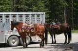 day-use-park-horses20090703_31