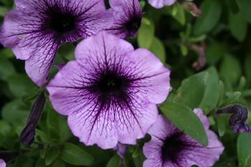 eleanor-kidd-gardens-flowers