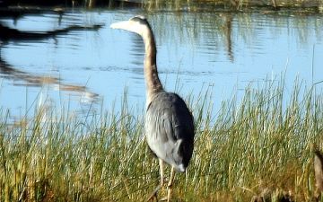 blueheron-chilliwack