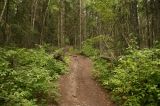 dickenson_trail