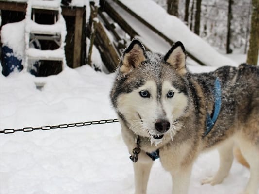 Learning to Dogsled in Ontario