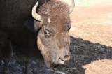 buffalo20100903_49