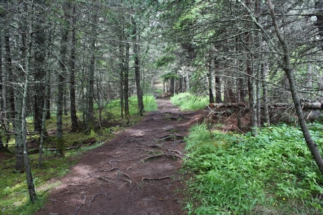 cape-split-trail-forest-trail20110713_94