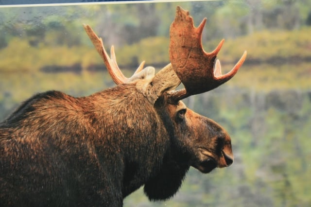 moose20110806_14