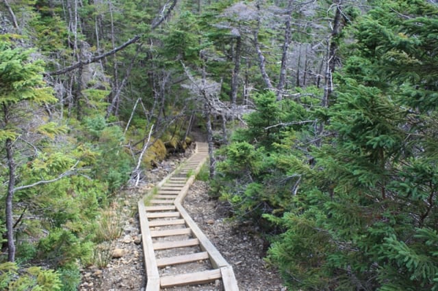 wallace-brook-ford-trail-steps20110814_68