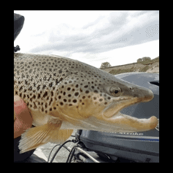 bowriver-brown-trout
