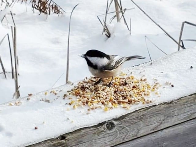 feed-the-birds-at-huron-natural-area