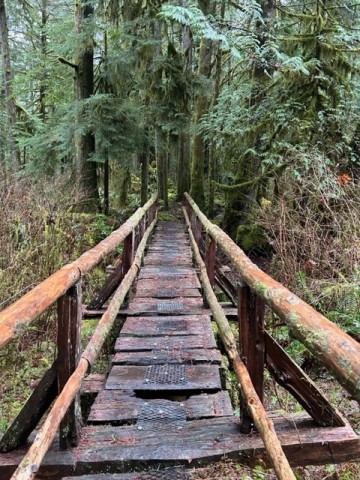 bridge-into-the-forest