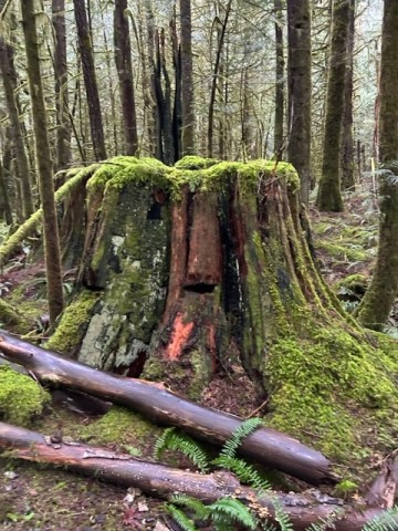 massive-tree-stump