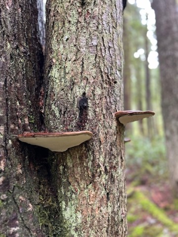 mushrooms-on-trees