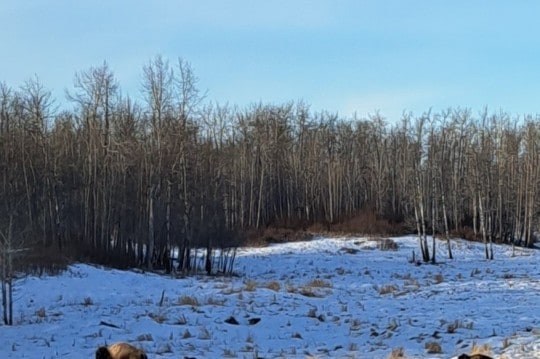 plains-bison-at-elk-island-national-park