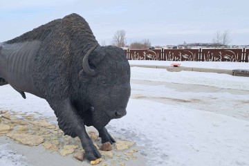 bison-statue-saskatoonoriginal