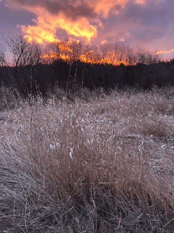 bog-grass-water-and-trees-under-a-fiery-sky-at-dawn