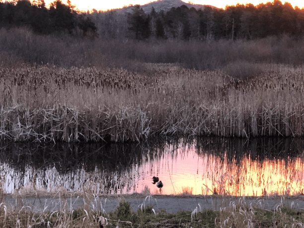 mallard-ducks-and-cattails-reflections-in-first-light