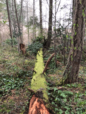sphagnum-moss-habitat-on-an-old-log-in-rithet-s-bog