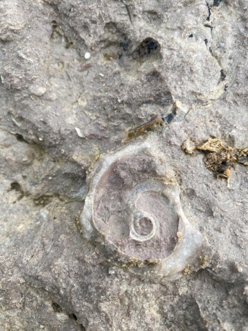 limestone-sea-fossil