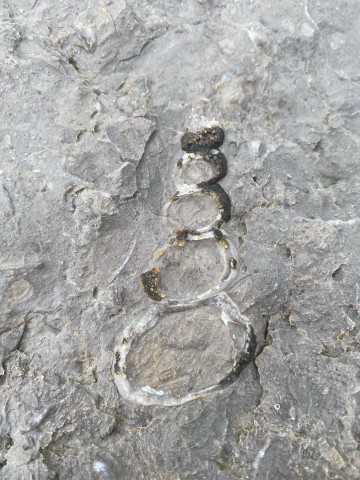 sea-fossil