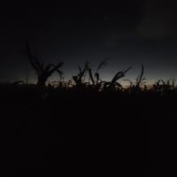 Brooks Cornmaze - 15.10.2021