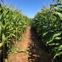 Haunted Corn Trail 2021  - 23.10.2021