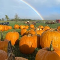 Pumpkinfest at Lester's Farm Market