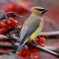 Creston Valley Bird Festival
