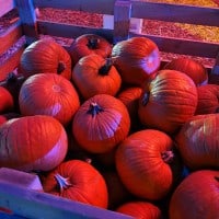 Fall-o-Ween U-Pick Pumpkin Harvest Fest 2022 - 17.09.2022