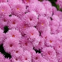 Niagara Parks Annual Chrysanthemum Show 2022 - 23.10.2022