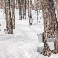 Cold Creek Maple Festival 2025 - Schomberg, Ontario Canada