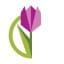 Harrison Tulip Festival 2025 - Agassiz British Columbia Canada - 18.04.2025