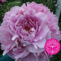 The 2025 Oshawa Peony Festival - Oshawa, Ontario, Canada
