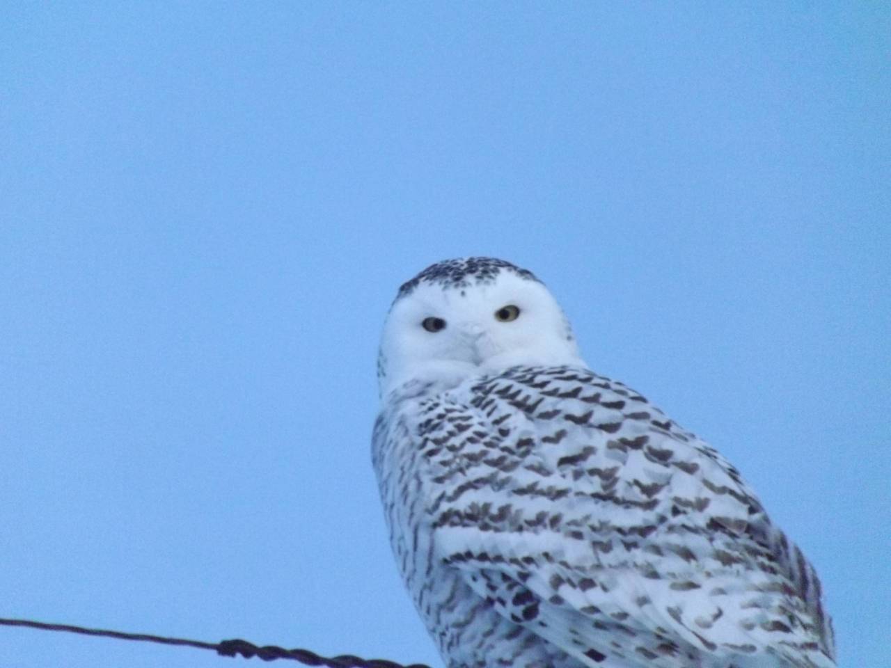 DSCF6620
