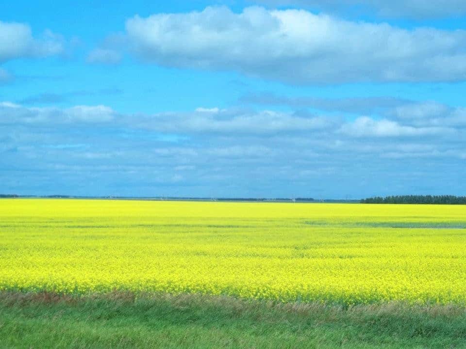 Canola Field - Backroads of Saskatchewan 2024-03-01 - Beautiful field of yellow canola is stunning against the bright blue sky. Stop and enjoy the breeze and peacefulness of the Backroads of Saskatchewan.