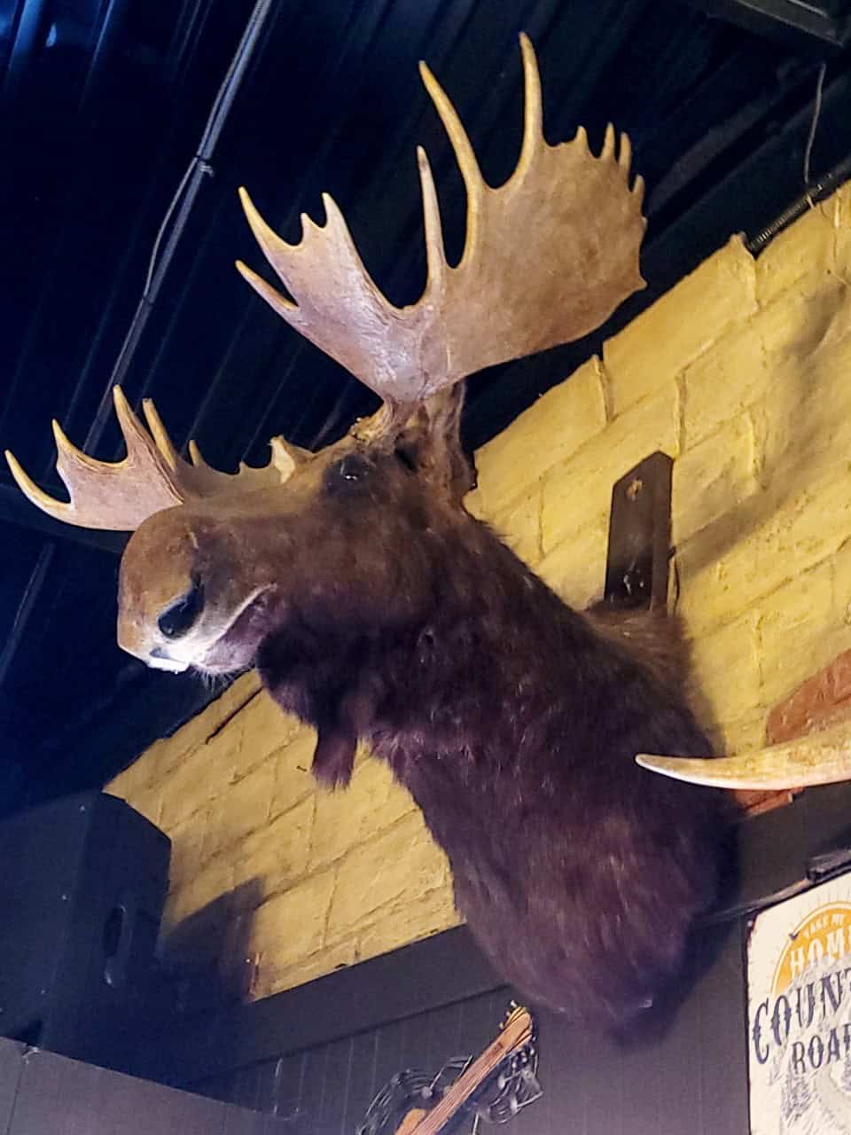 Huge Mounted Moose Head Powderhorn Saloon - Bragg Creek Alberta Canada 2024-06-12