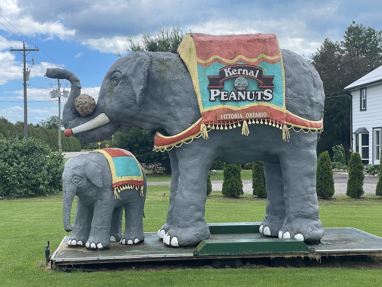 Kernal Peanut Elephant in Vittoria Ontario - Putting an elephant on the front lawn is a great way to get people to stop at Kernal Peanuts Ltd. in Vittoria, Ontario, Canada.