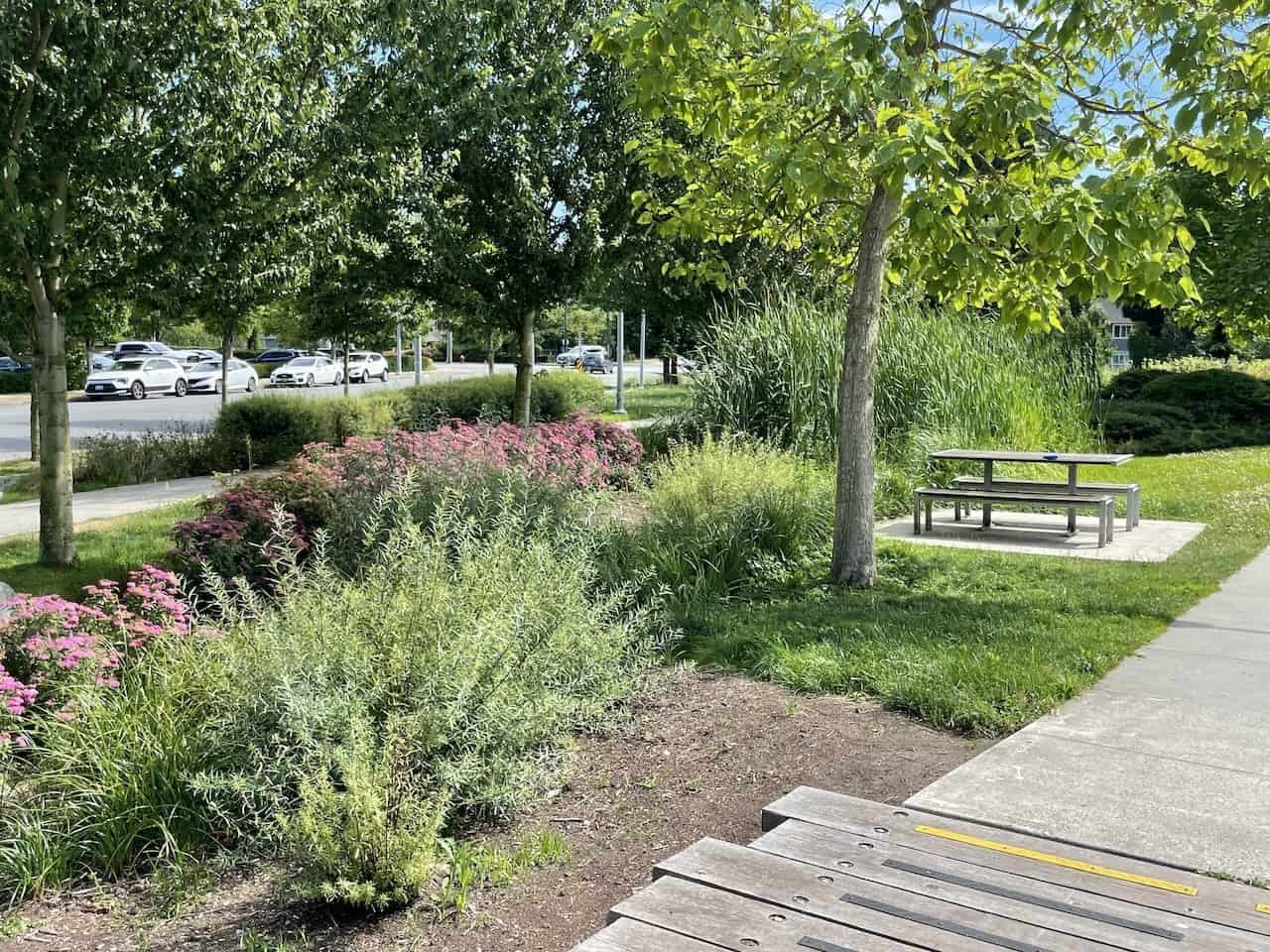 Aberdeen Neighbourhood Park Landscaping in Richmond British Columbia Canada  - The walkway around the Aberdeen Neighbourhood Park in Richmond, British Columbia is lined with lush greenery and beautiful gardens.