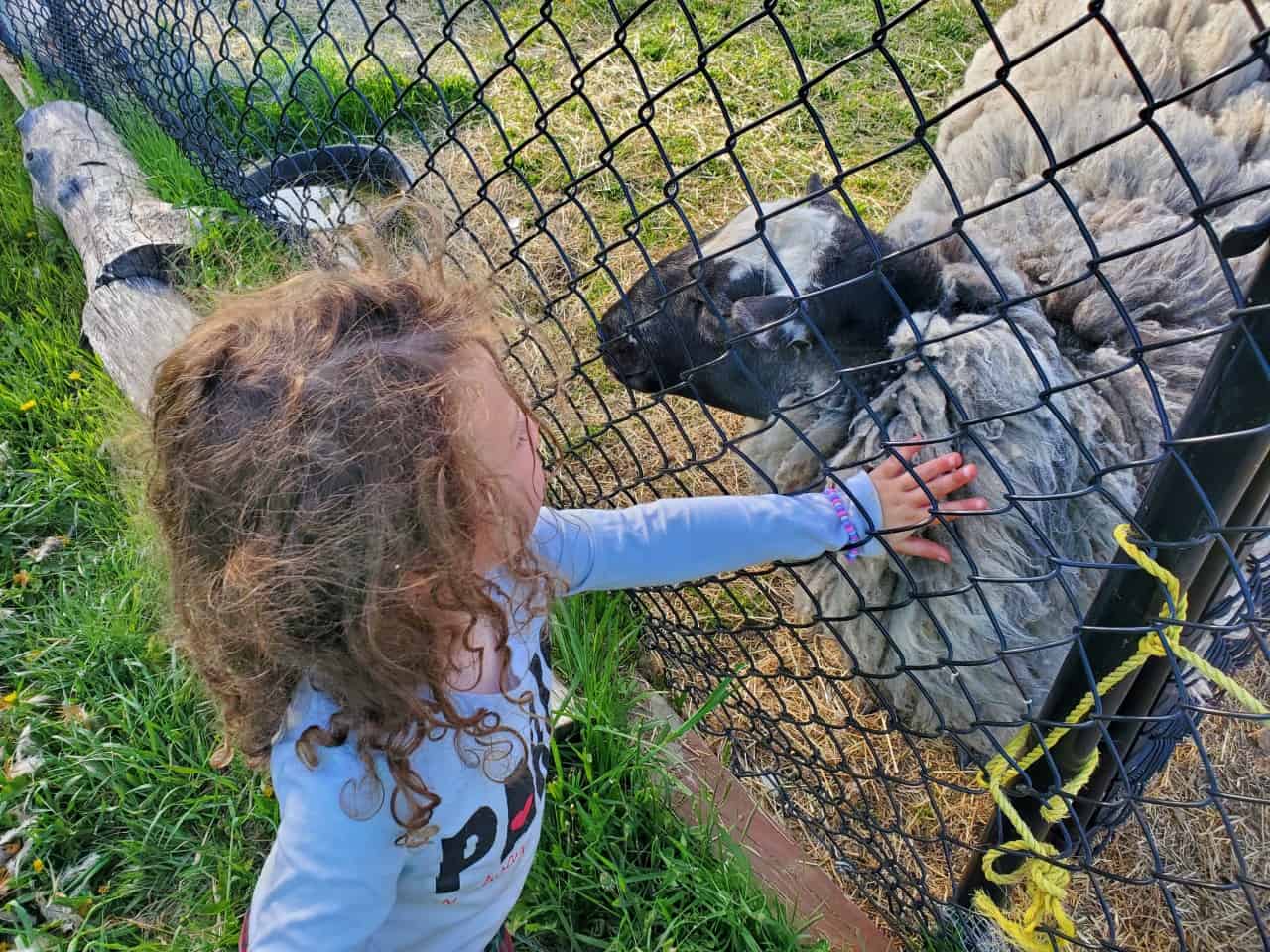 Fluffy Sheep - Having fun visiting with the big fluffy sheep