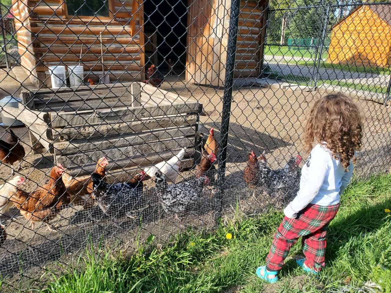 Early Morning Visit with the Chickens  - Little Seeker loved visiting the chickens and collecting a few eggs for breakfast 