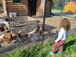 Early Morning Visit with the Chickens 